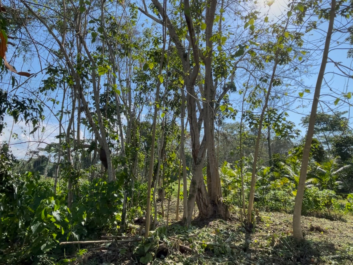 NO al TFFF, SI a los derechos de los&nbsp;bosques