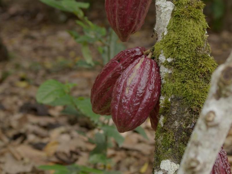 NÃO ao TFFF, SIM aos direitos das&nbsp;florestas